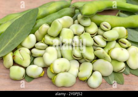 Breite Bohnen oder Favabohnen (Fave) auf der Nahaufnahme. Vom Garten zum Tisch: Frühlingsgemüse und Hülsenfrüchte Stockfoto