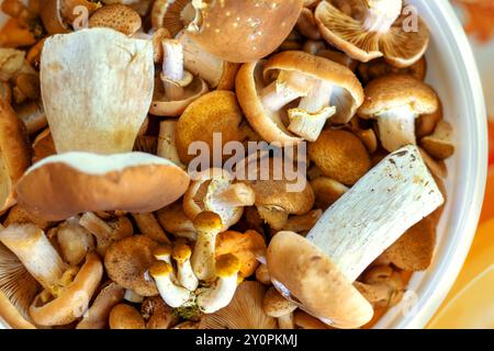 Eimer voller verschiedener Speisepilze. Draufsicht. Stockfoto