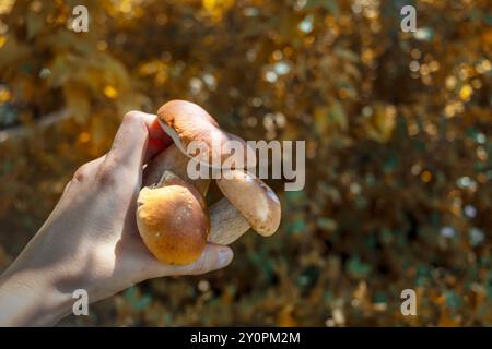 Drei weiße Pilze in der Hand der Frau, die im Herbstwald gefunden wurden. Nahaufnahme. Kopierraum, Platz für Text. Stockfoto