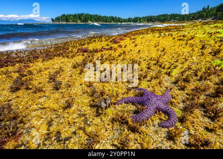 Ein Seestern an einem Strand, der mit Gezeitenpflanzen bedeckt ist, die bei Ebbe gestrandet sind Stockfoto