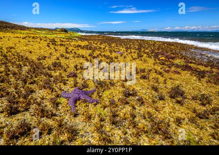 Ein Seestern an einem Strand, der mit Gezeitenpflanzen bedeckt ist, die bei Ebbe gestrandet sind Stockfoto