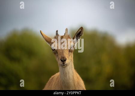 Carpa falconeri heptner. Turkmenische Markhor Junge Ziege. Nahaufnahme Hochformat Stockfoto