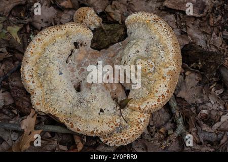 Inonotus dryadeus, allgemein bekannt als Eichenklammer, Warzen-Eiche-Polypore, Tränenpolypore oder Tränenkonken, wächst am Fuß eines Baumstamms im f Stockfoto