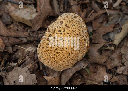 Inonotus dryadeus, allgemein bekannt als Eichenklammer, Warzen-Eiche-Polypore, Tränenpolypore oder Tränenkonken, wächst am Fuß eines Baumstamms im f Stockfoto