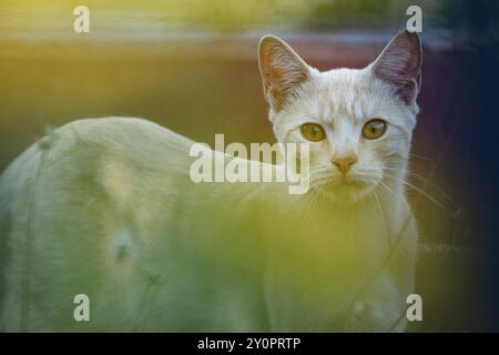 Eine süße und neugierige beige Hauskatze, die auf einer Wiese steht und starrt. Gelb und grün verschwimmen den Vordergrund. Stockfoto
