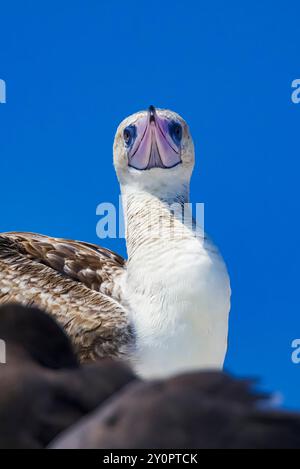 Rotfüßler, Sula sula, Vagrant im zweiten Jahr im Port Townsend Marine Science Center, Washington State, USA Stockfoto