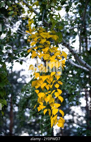 Gelbe Blätter an Birkenzweigen im Herbstwald Stockfoto