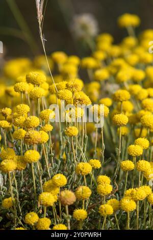 Nahaufnahme von Santolina Africana Blumen in den Aures Bergen, Algerien Stockfoto