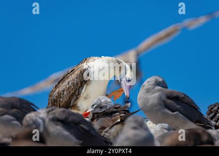 Rotfüßiger, Sula sula, im 2. Jahr untererwachsener Vagrant, der mit dem Fuß den Kopf kratzt, im Port Townsend Marine Science Center, Washington State, USA Stockfoto