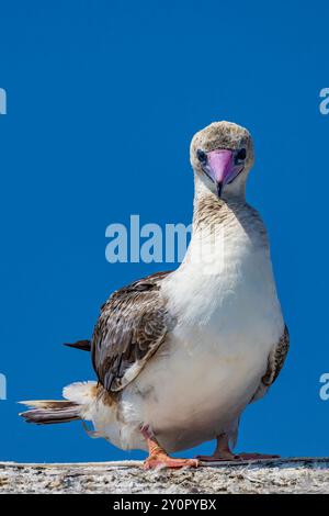 Rotfüßler, Sula sula, Vagrant im zweiten Jahr im Port Townsend Marine Science Center, Washington State, USA Stockfoto