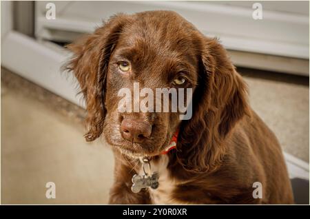 Winsford, Cheshire West und Chester, Großbritannien - 20. August 2024 - 10 Wochen alter, schokoladenfarbener Spaniel Welpe aus nächster Nähe Stockfoto