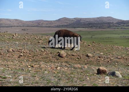Amerikanische Bisons grasen friedlich auf der riesigen Prärie von Oklahoma unter einem klaren blauen Himmel. Diese majestätischen, zotteligen Tiersymbole durchstreifen den sanften Graslan Stockfoto