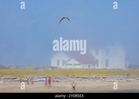 Rotfußbooby, Sula sula, Vagrant im 2. Jahr, gesehen in der Nähe des Strandes am Point Wilson Lighthouse, Port Townsend, Washington State, USA Stockfoto