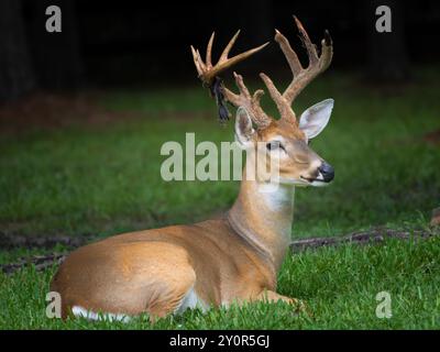 Weißschwanz-Buck-Hochformat Stockfoto