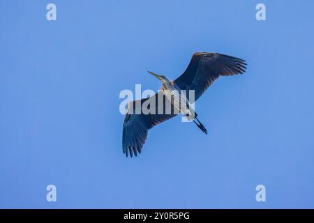 Großer Blaureiher, Ardea herodias, im Flug über Port Townsend, Washington State, USA Stockfoto