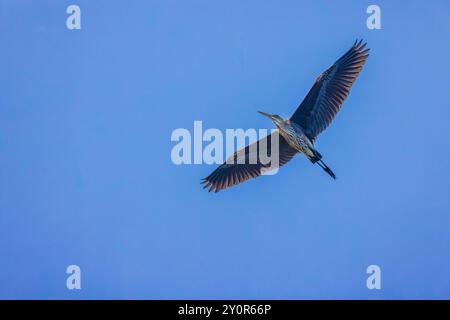 Großer Blaureiher, Ardea herodias, im Flug über Port Townsend, Washington State, USA Stockfoto