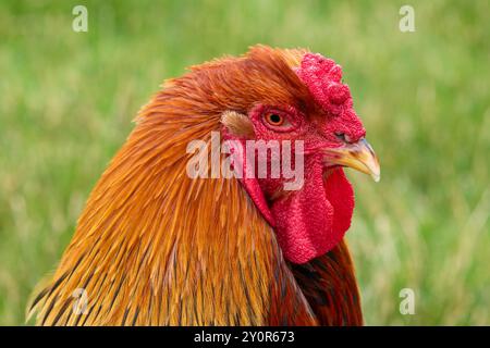 Kopfschuss eines Welsummer Hahns Stockfoto