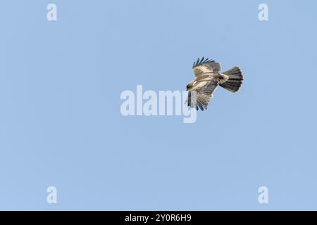 Gebooteter Adler Hieraaetus pennatus im Flug Stockfoto