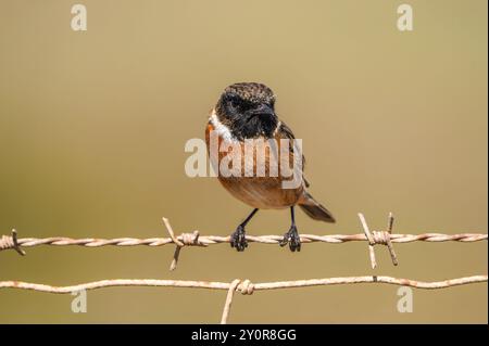 Europäischer Stonechat (Saxicola rubicola) juveniler männlicher Draht, Andalusien, Spanien. Stockfoto