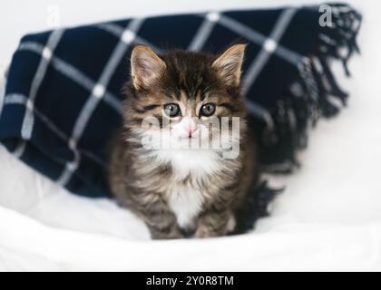Lustiges kleines Kätzchen sitzt in einem Wäschekorb vor einer karierten blauen Decke und schaut sich etwas mit einem traumhaften Look an. Entzückendes Haustier. Stockfoto