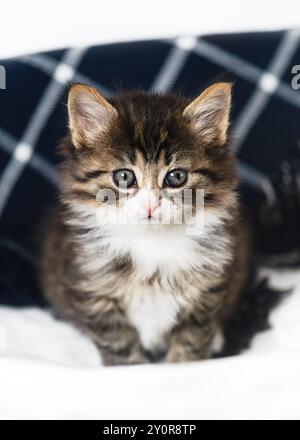 Porträt eines bezaubernden grauen Kätzchens in einem Wäschekorb vor einer karierten blauen Decke. Entzückendes Haustier. Stockfoto