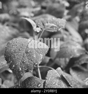 Regentropfen perlen an jungen Blättern einer Schneeballhortensie im Frühjahr, in monochromer Bokeh Stockfoto