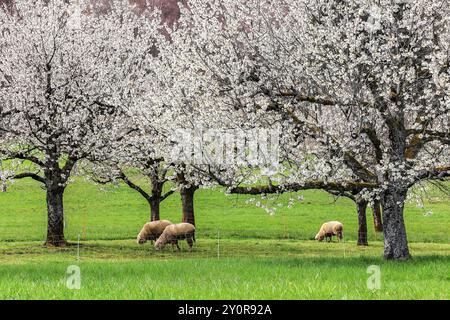 Schafe, die in einem blühenden Obstgarten mit Kirschblüten weiden - eine umweltfreundliche Art der Landwirtschaft Stockfoto