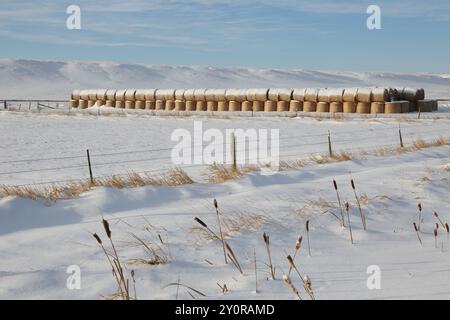 Ballen stapelten sich auf einem Feld in der Nähe von Choteau, MT. Luzerne Heu ist eine der Hauptkulturen im bewässerten Sun River Valley. Bewässertes Heu ist in Dürrejahren von entscheidender Bedeutung. Stockfoto