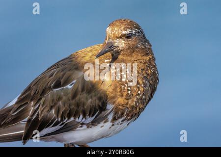 Black Turnstone, Arenaria melanocephala, Nahaufnahme des Kopfes am Pier in Port Townsend, Washington State, USA Stockfoto