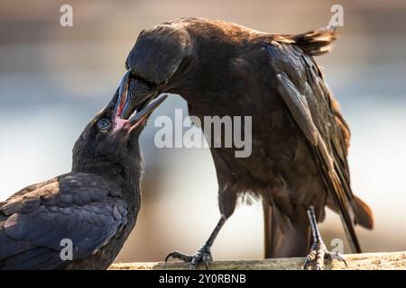 American Crow, Corvus brachyrhynchos, wird von Eltern in Port Townsend, Washington State, USA, gefüttert Stockfoto