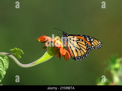 Ein wunderschöner Monarch-Schmetterling bestäubt auf einer seitlichen mexikanischen Sonnenblume im Garten. Nahaufnahme mit natürlichem, sauberem Hintergrund. Stockfoto