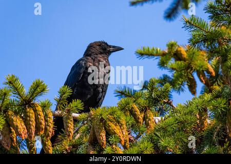 American Crow, Corvus brachyrhynchos, in Douglas Fir in Port Townsend, Washington State, USA Stockfoto