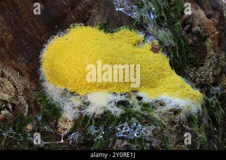 Nahaufnahme einer gelben Schleimform auf einem verrotteten Baumstumpf. Stockfoto