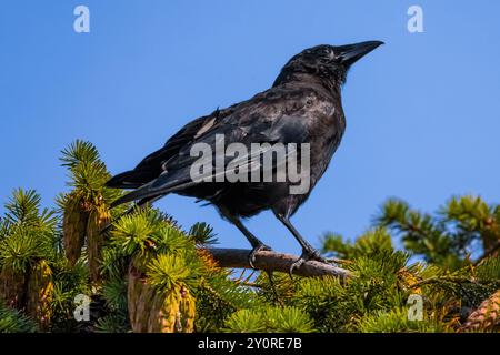 American Crow, Corvus brachyrhynchos, in Douglas Fir in Port Townsend, Washington State, USA Stockfoto