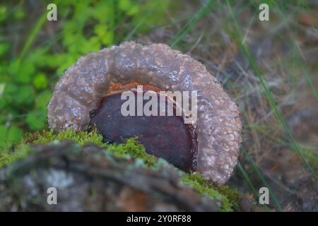 Pilz Fomitopsis pinicola mit Tautropfen auf Baumstamm. Nahaufnahme. Stockfoto