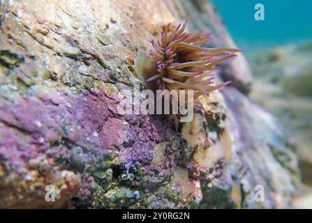 Mediterrane Schnecken Meer Anemone - Anemonia sulcata Stockfoto