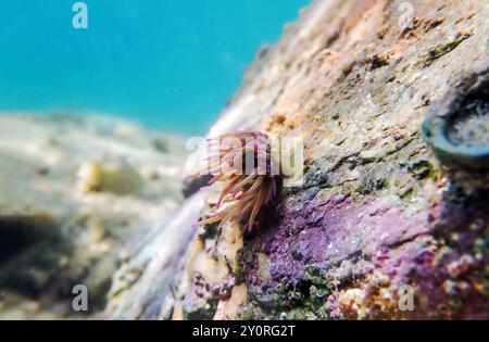 Mediterrane Schnecken Meer Anemone - Anemonia sulcata Stockfoto