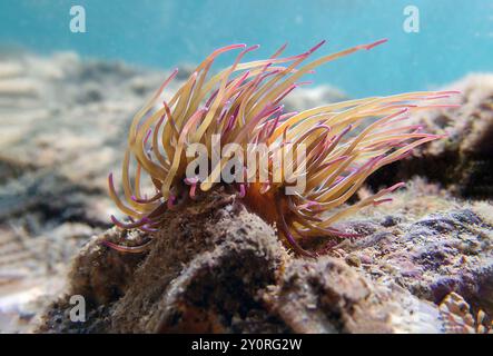 Mediterrane Schnecken Meer Anemone - Anemonia sulcata Stockfoto