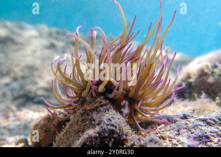 Mediterrane Schnecken Meer Anemone - Anemonia sulcata Stockfoto