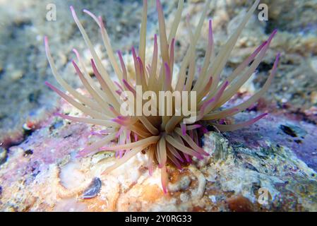 Mediterrane Schnecken Meer Anemone - Anemonia sulcata Stockfoto