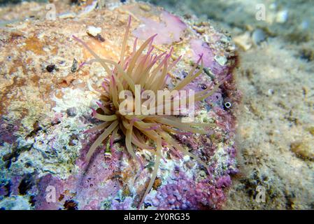 Mediterrane Schnecken Meer Anemone - Anemonia sulcata Stockfoto