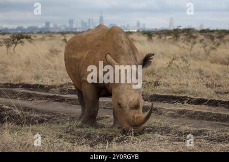 Nashörner im Nairobi Safari Park, Kenia Stockfoto