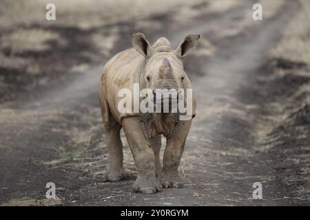 Nashörner im Nairobi Safari Park, Kenia Stockfoto