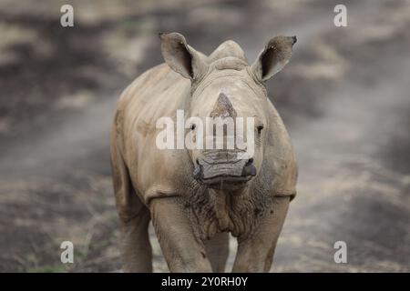 Nashörner im Nairobi Safari Park, Kenia Stockfoto