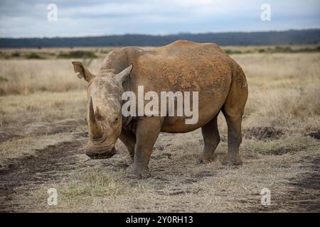 Nashörner im Nairobi Safari Park, Kenia Stockfoto