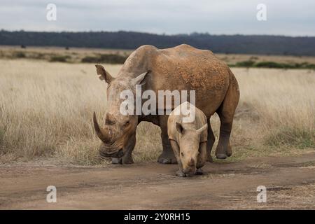 Nashörner im Nairobi Safari Park, Kenia Stockfoto