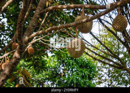 Durian-Baum mit Reifen Früchten, die an Zweigen hängen. Stockfoto