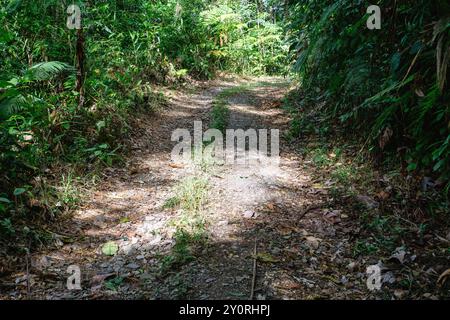 Sonnendurchflutete Feldstraße schlängelt sich durch einen üppig grünen Wald. Stockfoto