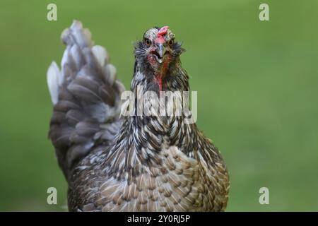 Freiland-ostereier-Henne, die in einem Hinterhof herumstreift. Legt blaue oder grüne Eier. Stockfoto