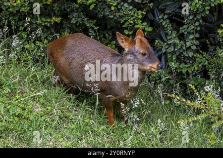 Südlicher Pudu (P. puda), Parque Tepuhueico, Chiloe, Chile, Südamerika Stockfoto